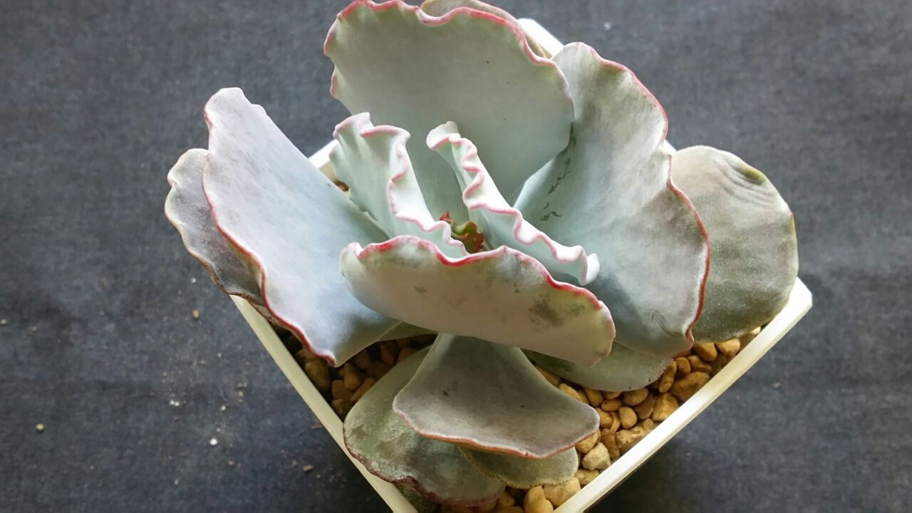 多肉と外放置の観葉植物 小さなベランダのお話 多肉と外放置の観葉植物 小さなベランダのお話
