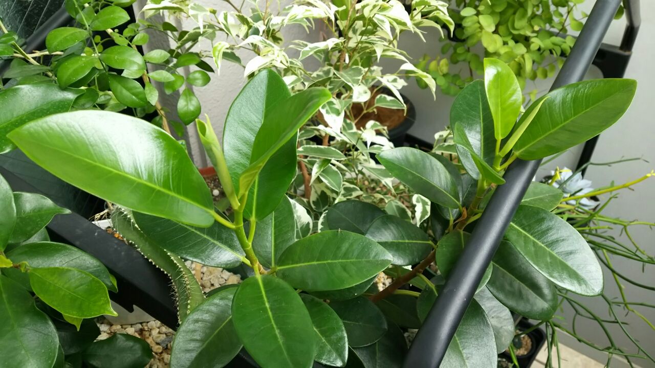 観葉植物 小さなベランダのお話 観葉植物 小さなベランダのお話