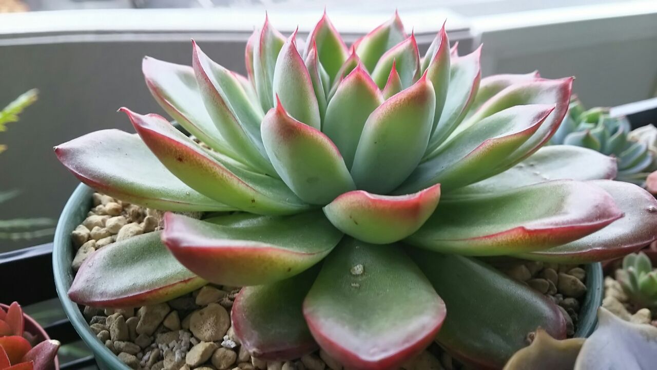 おおきい子達 小さなベランダのお話