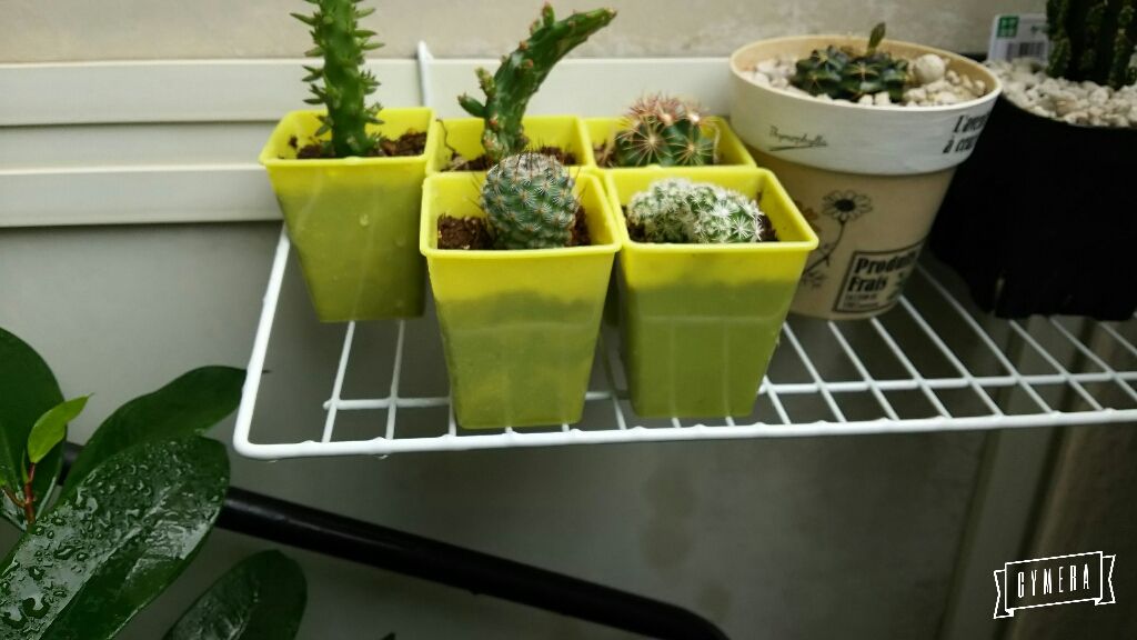 ダイソーの黄色の植物ポットが結構優秀かもな件と セリアのマクロレンズを購入した件 小さなベランダのお話 ダイソーの黄色の植物ポットが結構優秀かもな件と セリアのマクロレンズを購入した件 小さなベランダのお話