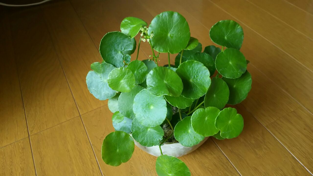 ウォーターマッシュルームと水草化した多肉 小さなベランダのお話 ウォーターマッシュルームと水草化した多肉 小さなベランダのお話