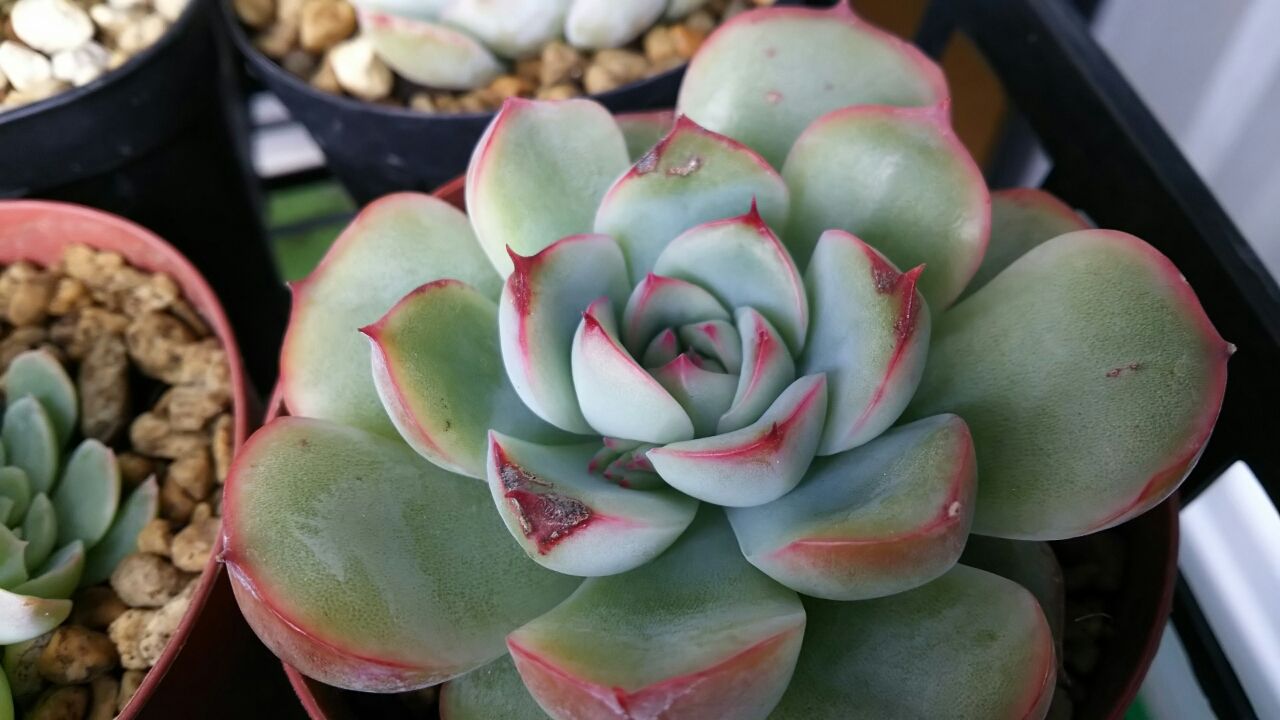 ショックな花芽 脇芽 小さなベランダのお話