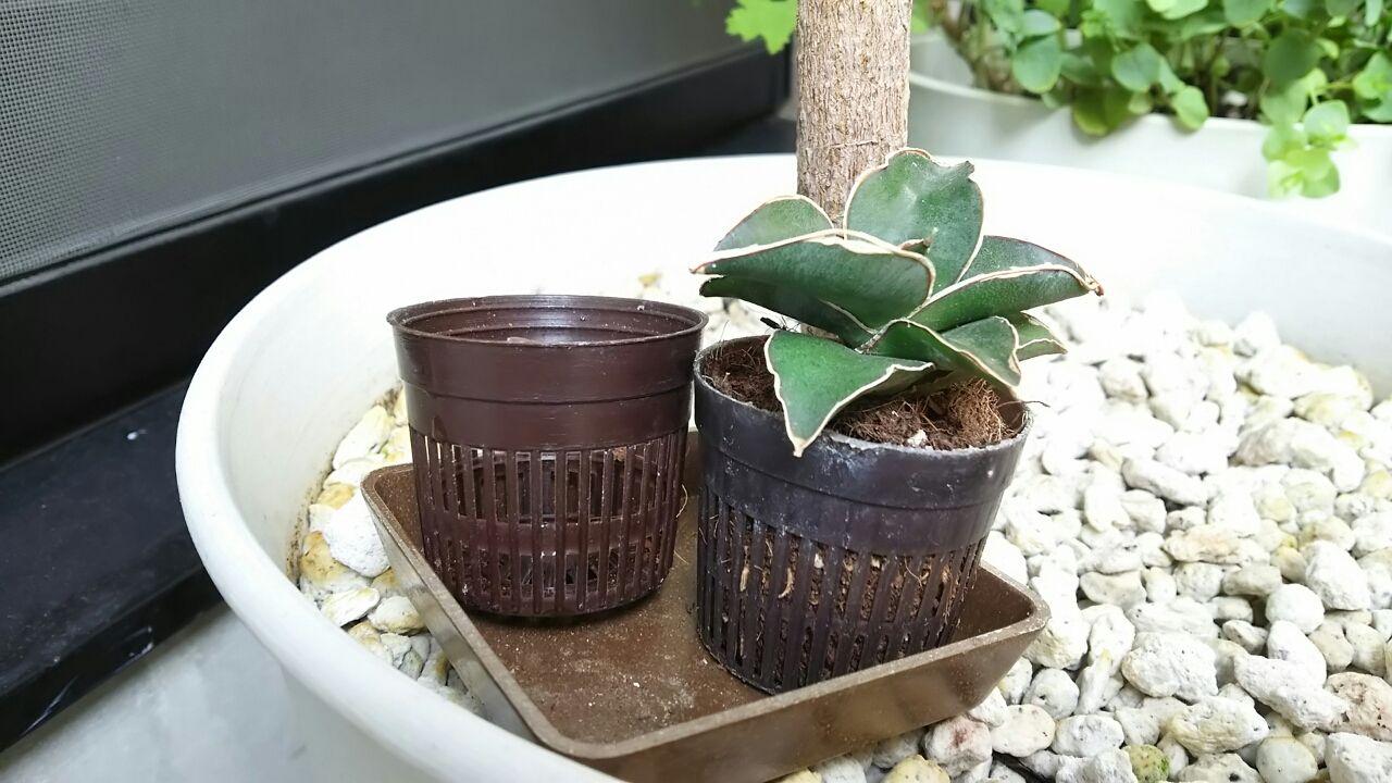 セリアのココヤシポットで着生植物を植えよう 小さなベランダのお話