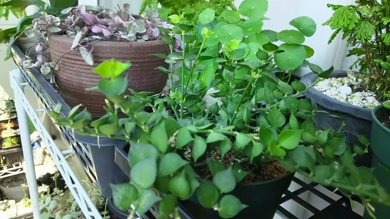 ディスキディア2種 小さなベランダのお話