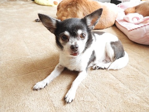 ウチの子たちのご紹介（ライチ）