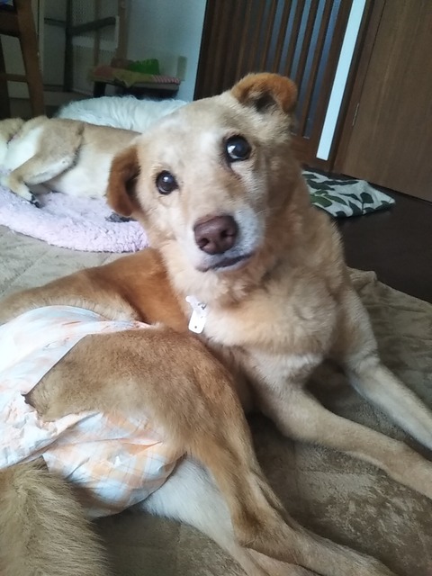 ウチの子たちのご紹介（いっくん）