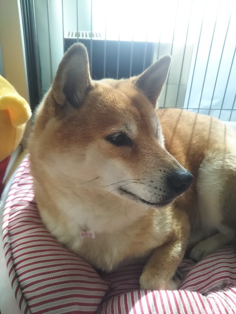 ウチの子たちのご紹介（ミチ）