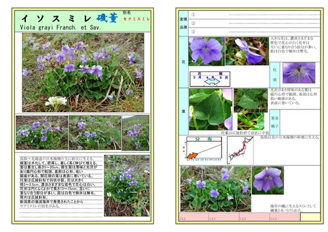イソスミレ