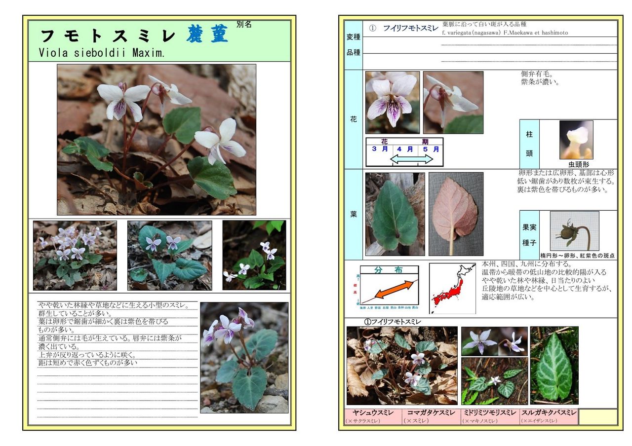 フモトスミレ 物臭狸の すみれ World