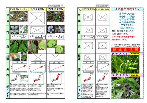 見分け方－白花b