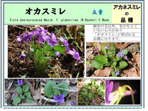 オカスミレ