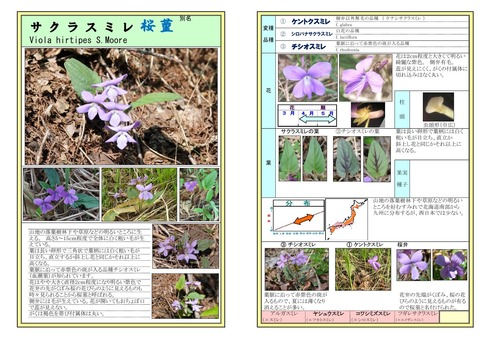 サクラスミレ