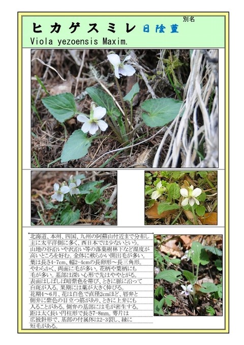 ヒカゲスミレ-1