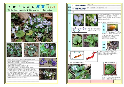 アオイスミレ