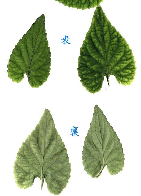 イメージ 2