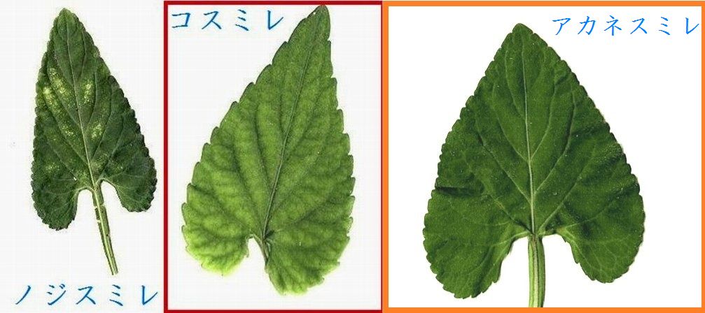 イメージ 6