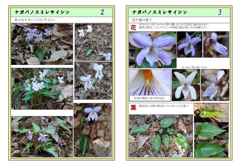 ナガバノスミレサイシン2