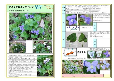 アメリカスミレサイシン