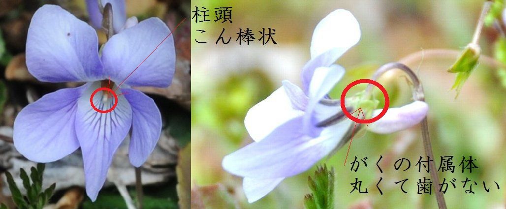 イメージ 5