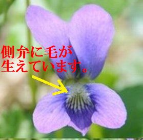 イメージ 12