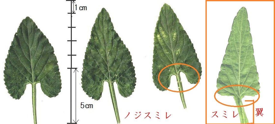 イメージ 2
