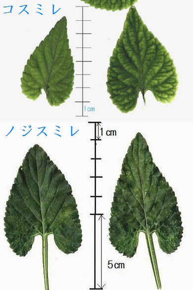 イメージ 5