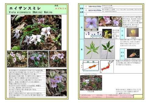 エイザンスミレ1