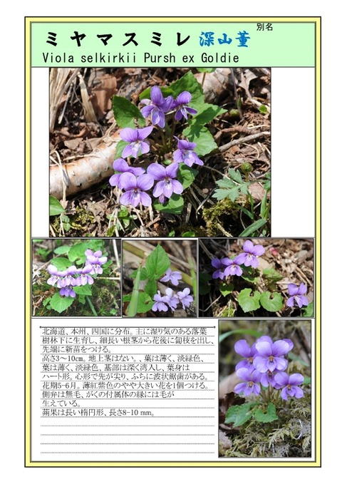 ミヤマスミレ-page1