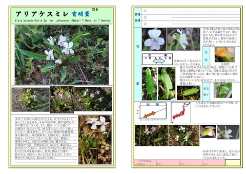 アリアケスミレ