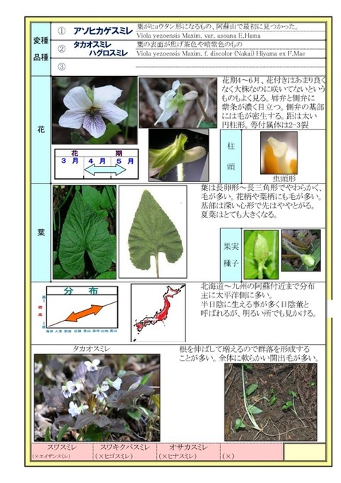 ヒカゲスミレ-2