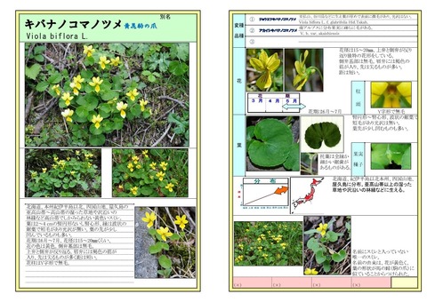 キバナノコマノツメ