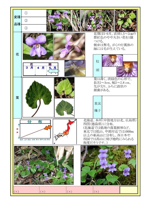 ミヤマスミレ-page2