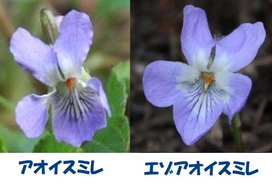 イメージ 12