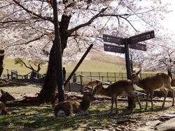 s-P4010187nara