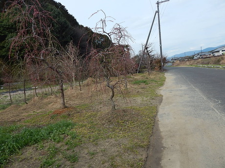 DSCN6759