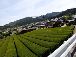 s-P4230239nigaki