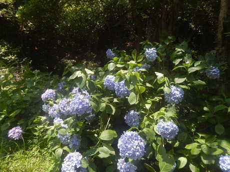 DSCN8396