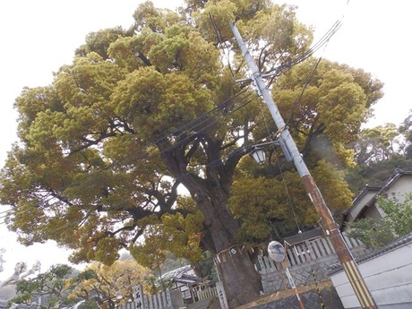 s-P4070014heguri
