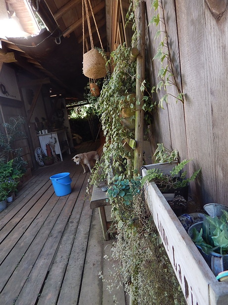 DSCN5529