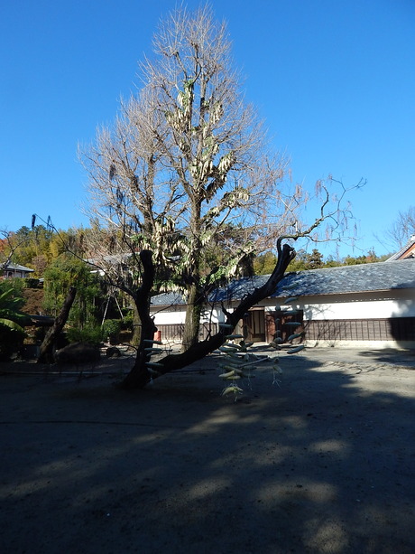 DSCN9167