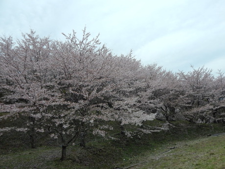 DSCN6167