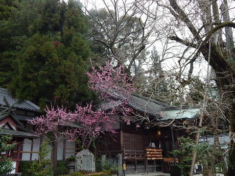 DSCN7451