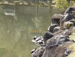 s-P4010141nara