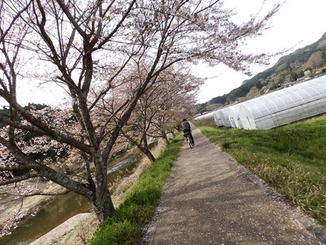 s-P4130423higashiyo