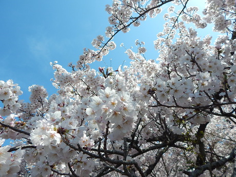 DSCN8822
