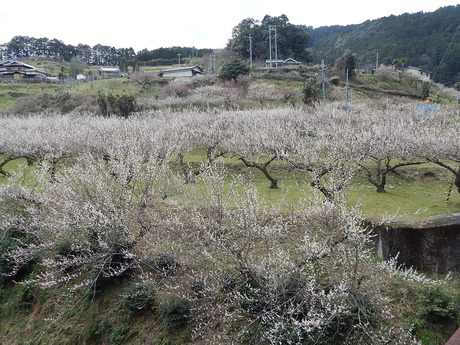 DSCN4515