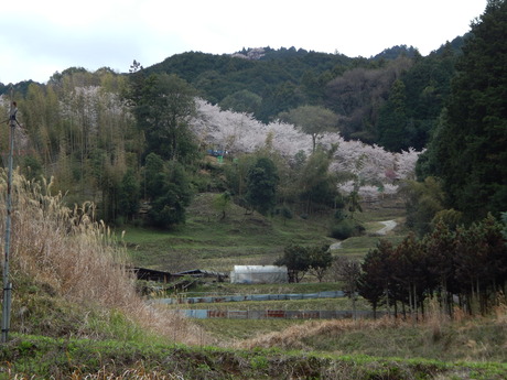 DSCN6148