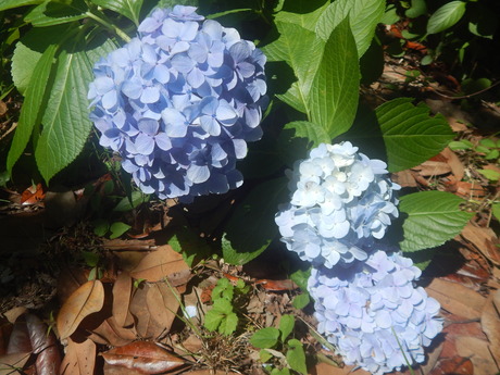 DSCN8392