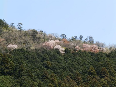 s-P4130141higashiyo