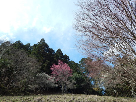 DSCN7799